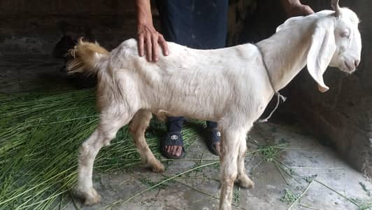 Bakra for sell