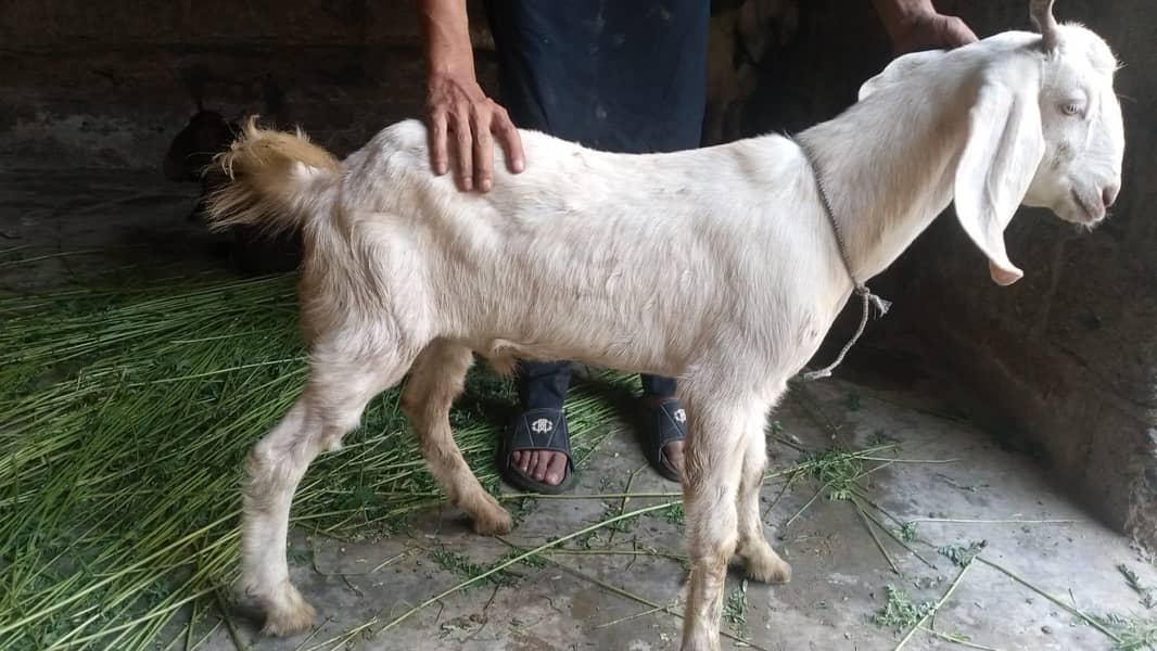 Bakra for sell 0