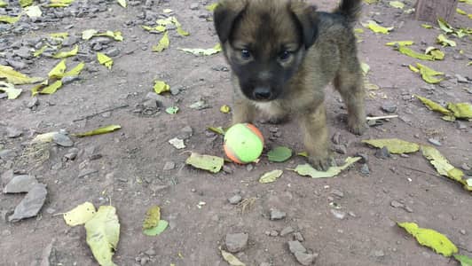 German Shepherd Puppy
