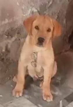 British labrador Female pup