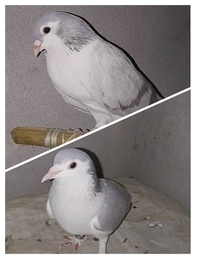Breeder Pair