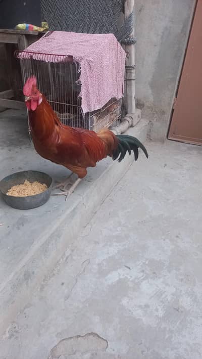 2 Dasi murgy