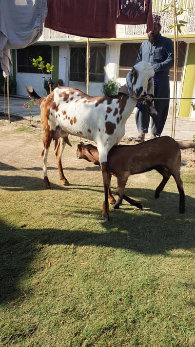 nagri/beetal/bakri