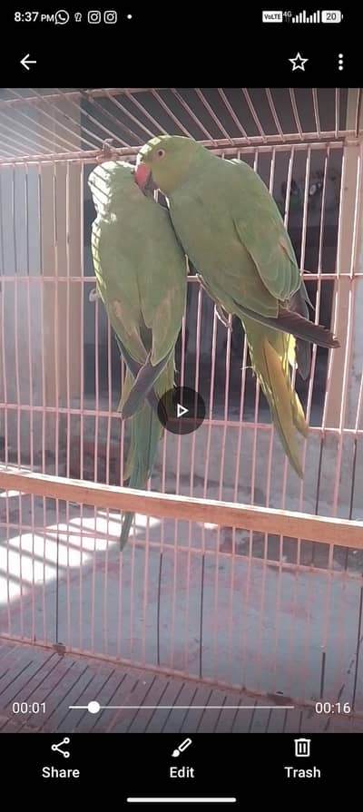 Green Parrots and kabutar