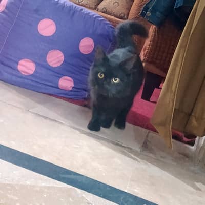 percien cat