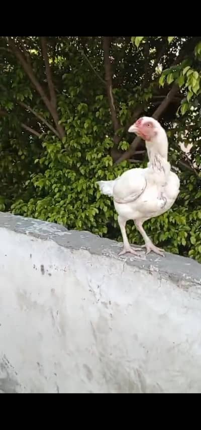 aseel pure heera breeder