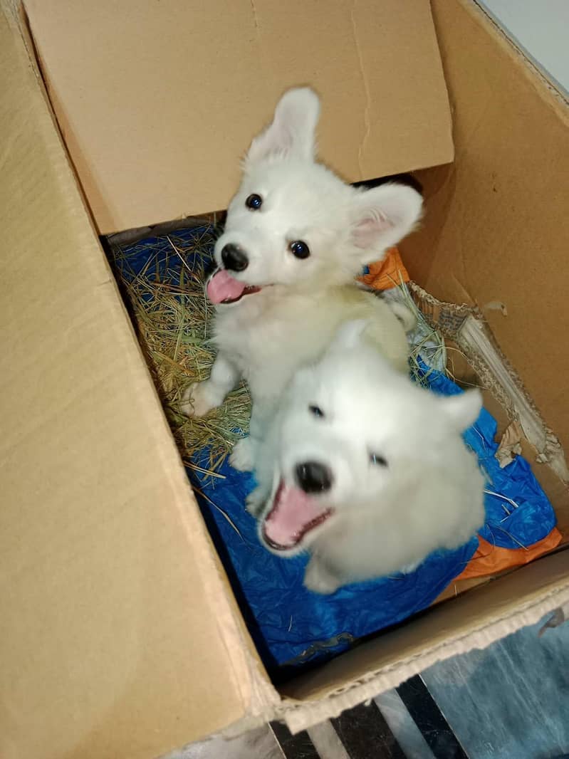 Russian dogs pair 0