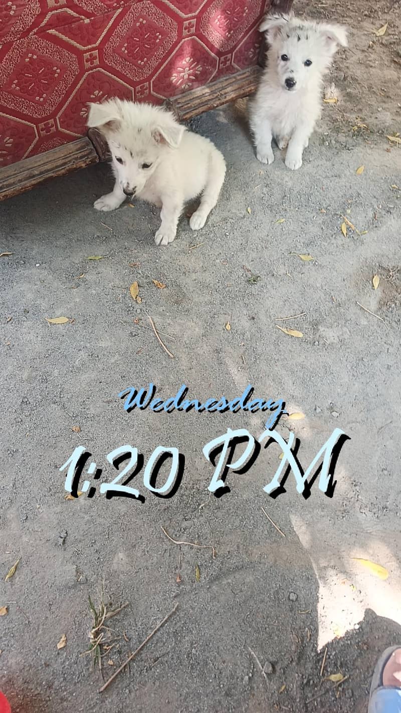 Russian dogs pair 1