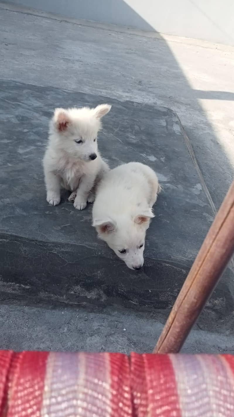 Russian dogs pair 3
