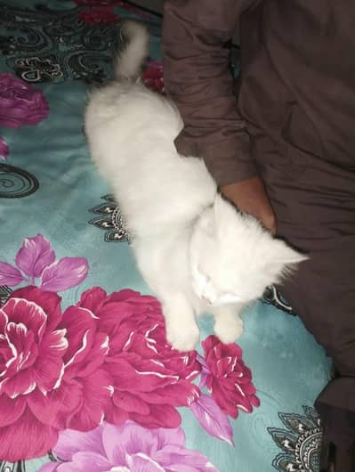 white color beautiful Persian cat for sale