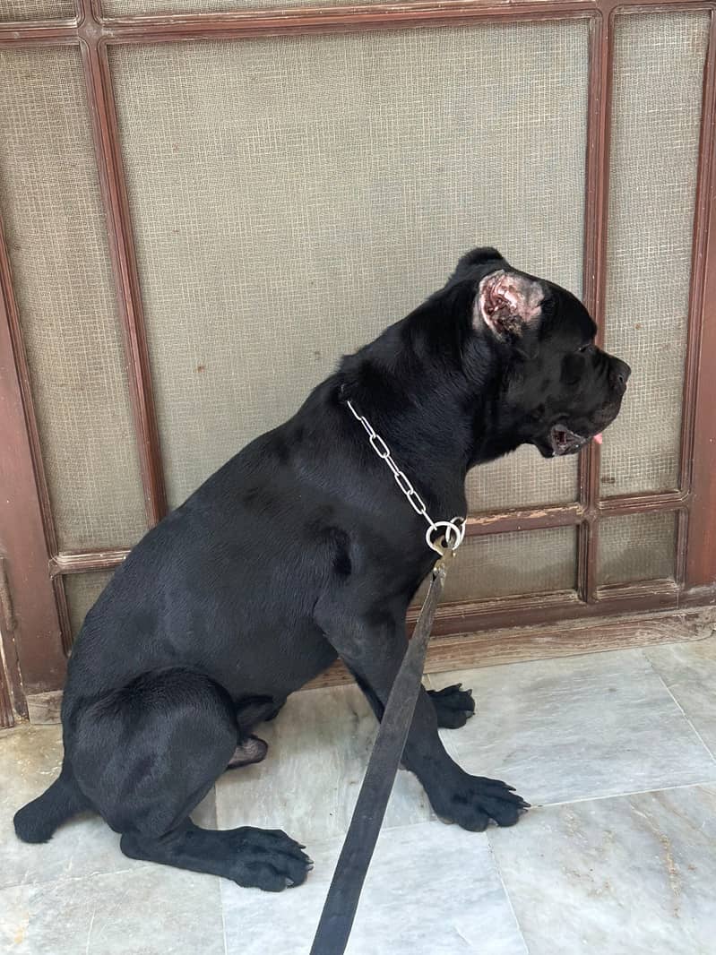 CANE CORSO PUP 0