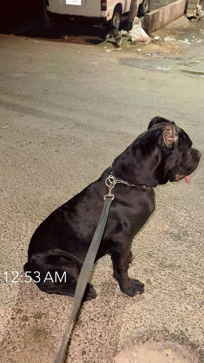 CANE CORSO PUP