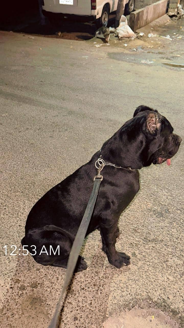 CANE CORSO PUP 1