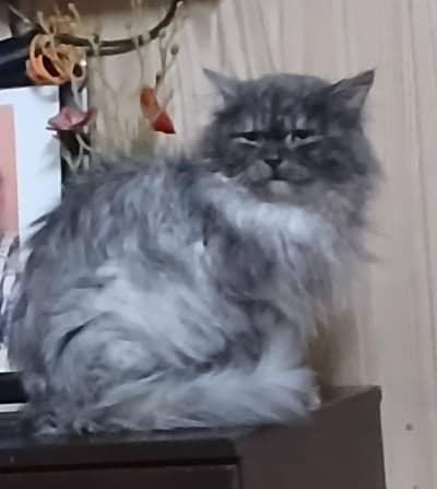 Tripple Coat Cat