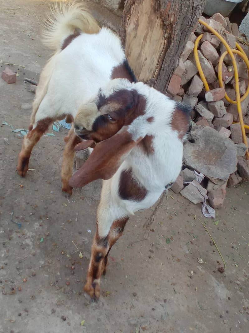 bakra Saiwal 0