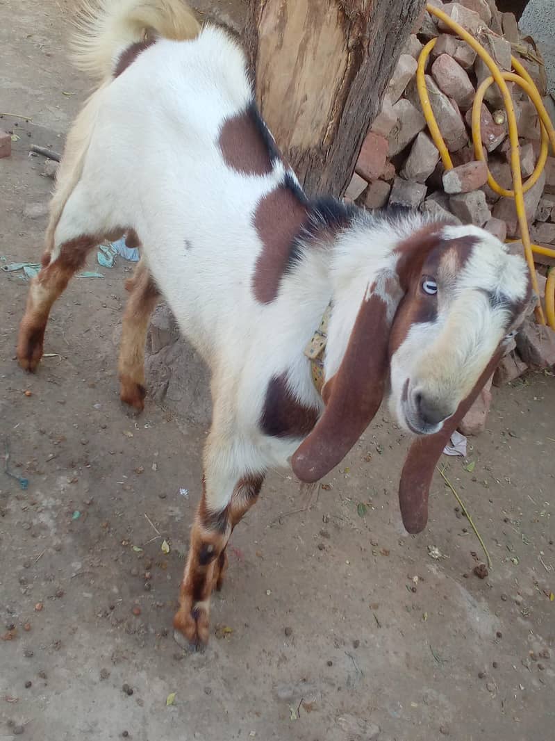 bakra Saiwal 1