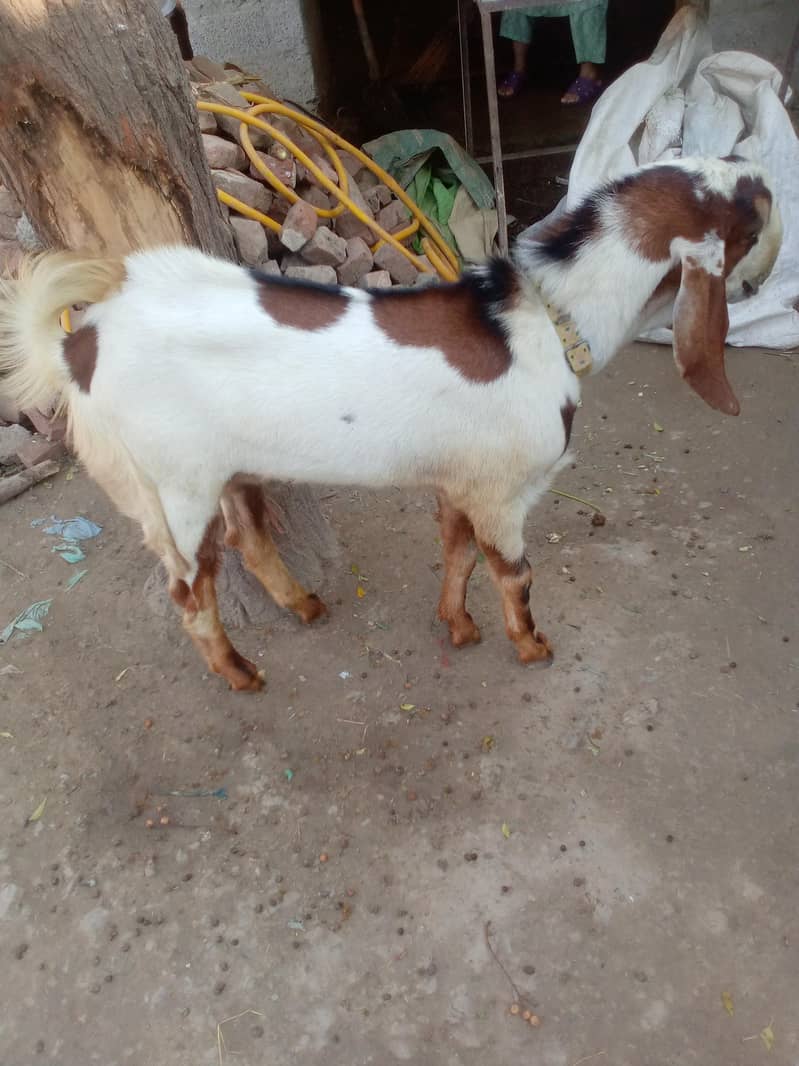 bakra Saiwal 2