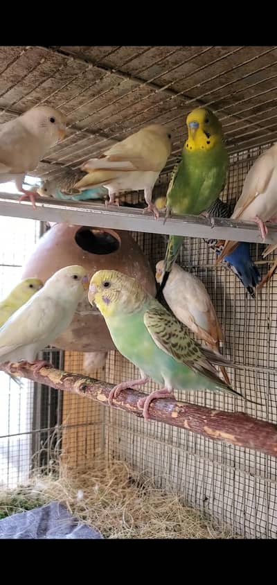 Mix Budgies