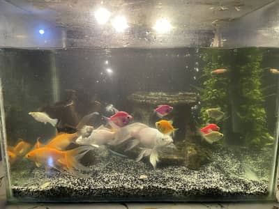 Whole Fish Aquarium Setup sale