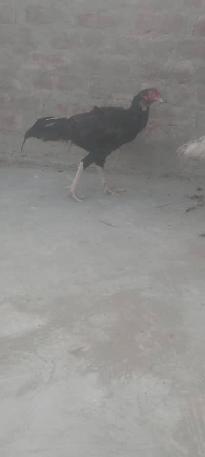 Aseel morga for sell
