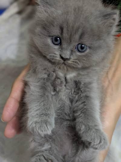 Kitten