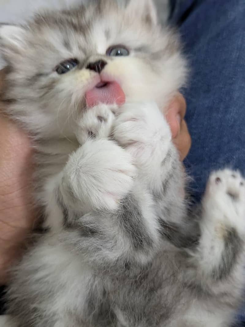Kitten 1