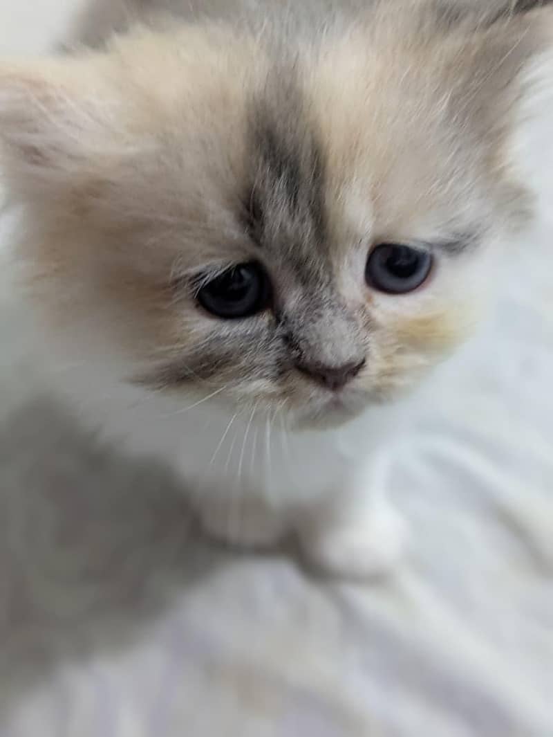 Kitten 3