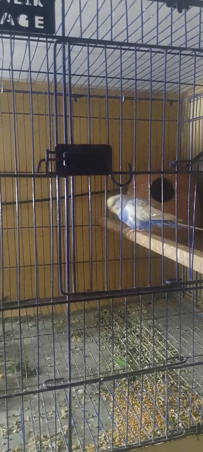 Budgies breeder pairs