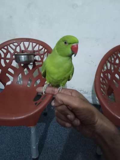 for sale