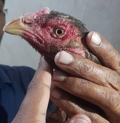 15 months age hai female ki shamo+ Pakistani