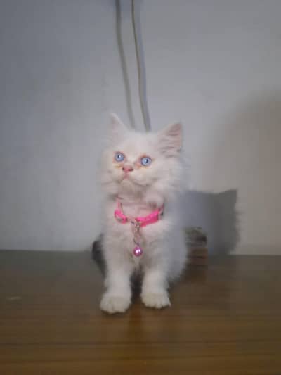 persian kitten triple coat fur hai