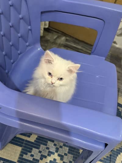 Persion cat