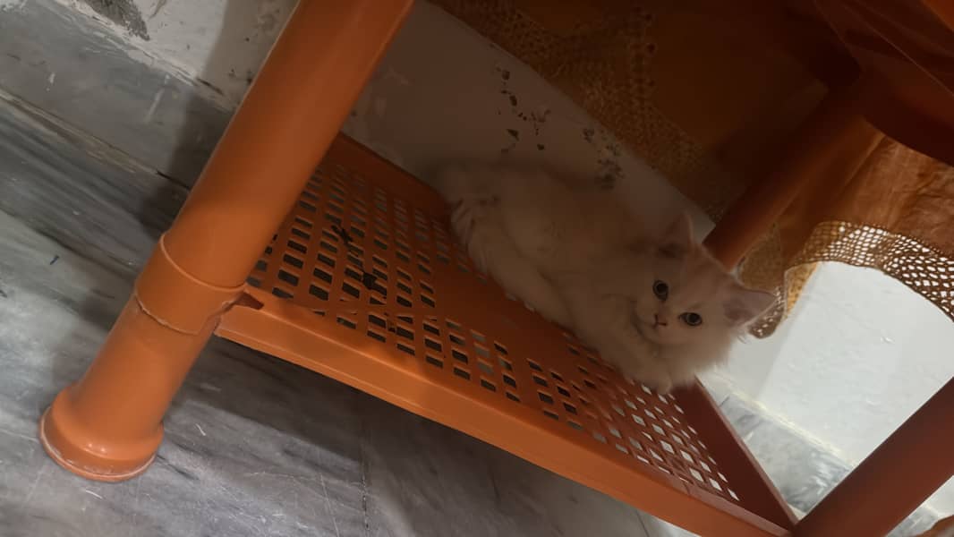 Persion cat 1