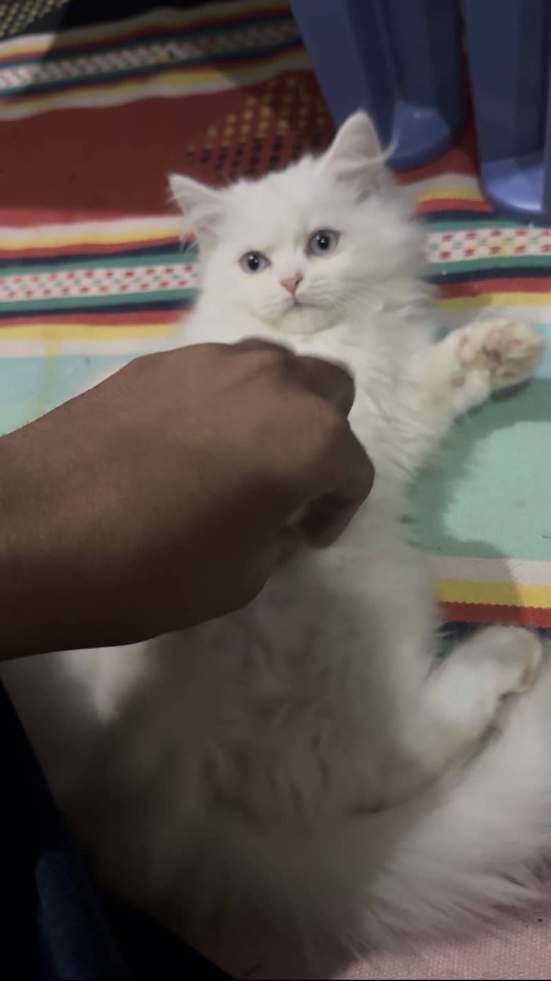 Persion cat 3