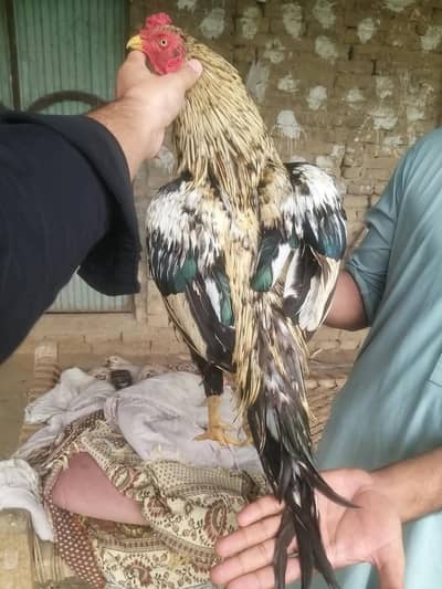 aseel miavali breeder pair available for sale