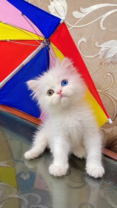 odd eyes kitten