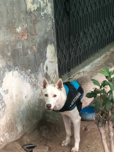 Gerberian Shepsky For Sale