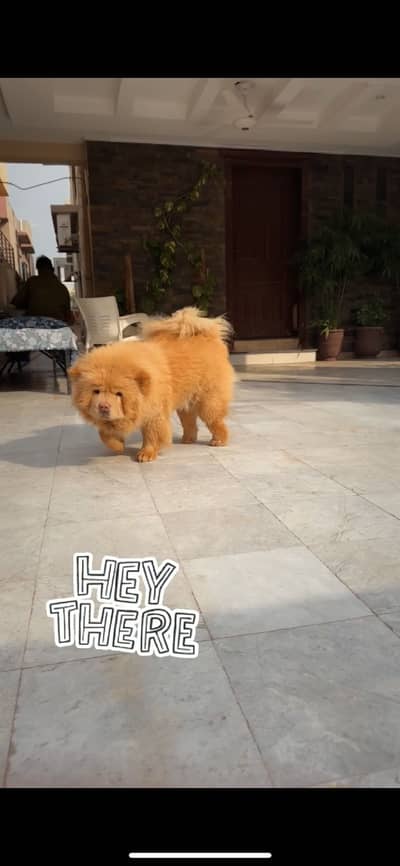 Chow chow female