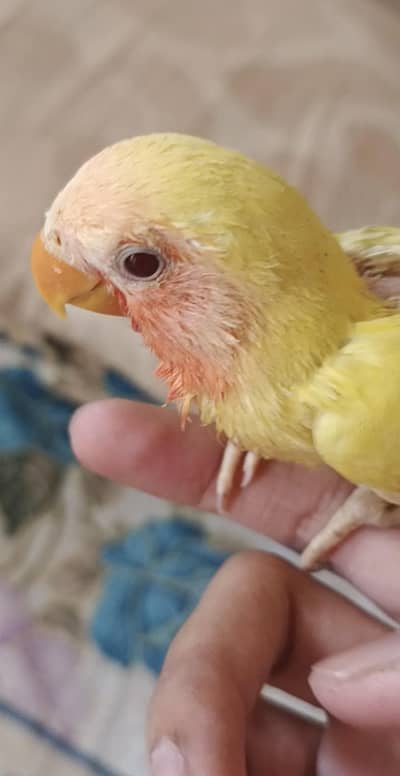 Lutino Red eye Lovebird | Handtame- Zero bite | Soft food Self ready