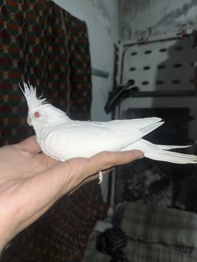 Cockatiel hand tamed chicks eno or common white