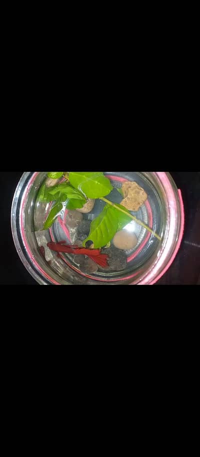 Betta fish male  available. karachi