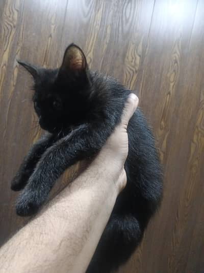 2 months old Persian cat female available