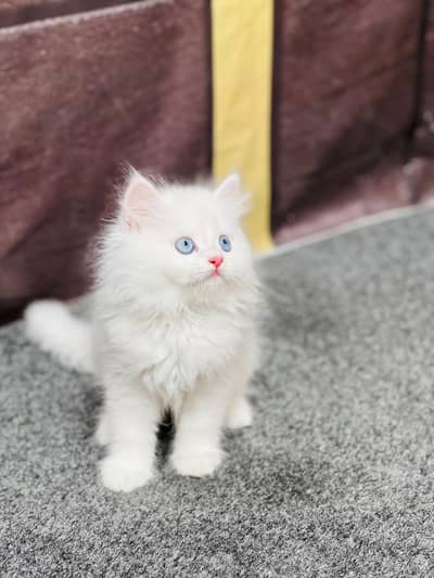 Cash on delivery parshion punch face kitten and cats