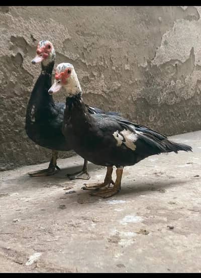 ducks pair