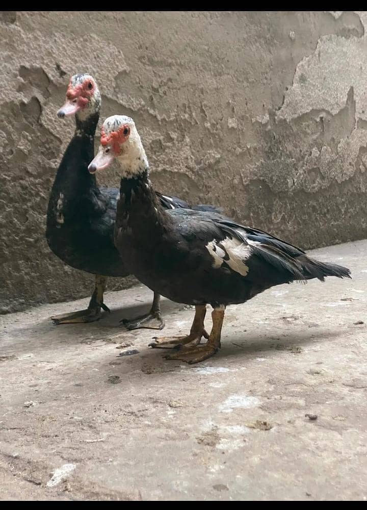ducks pair 0