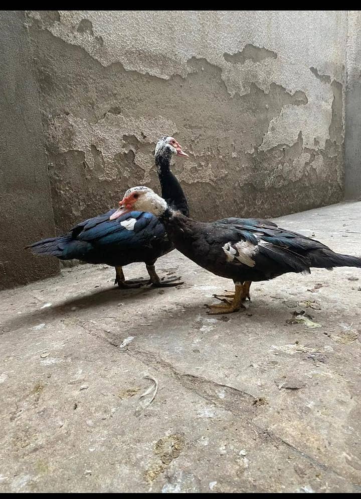 ducks pair 1
