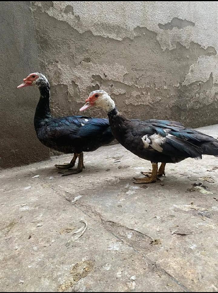 ducks pair 4