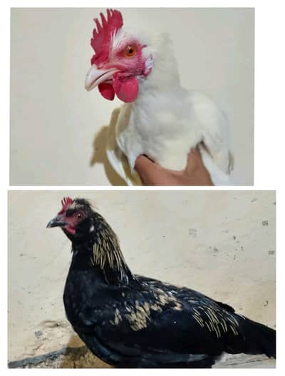 2 Desi Patty