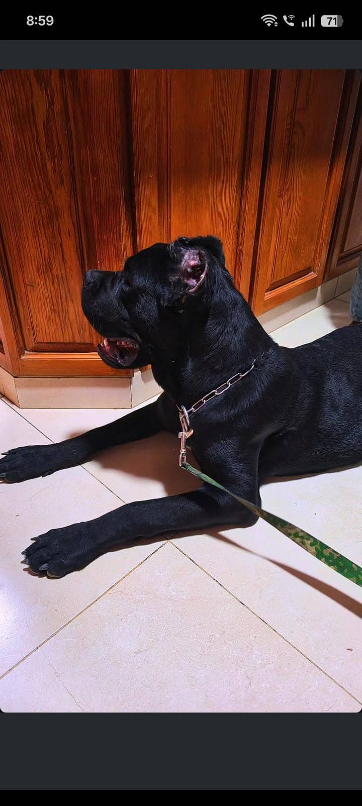 CANE CORSO PUP 7