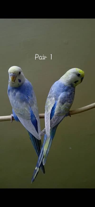 Rainbow Budgie